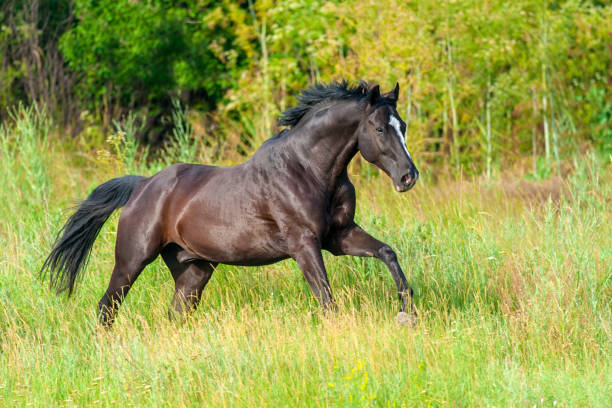 istock Horse free run on green  grass 1011743250