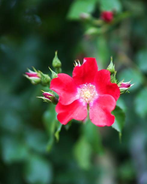 istock Beautiful rose garden 1011743274