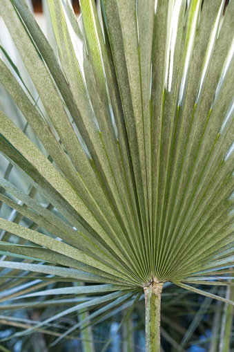 Decorative leaf of chamaerops humilis also known as dwarf palm