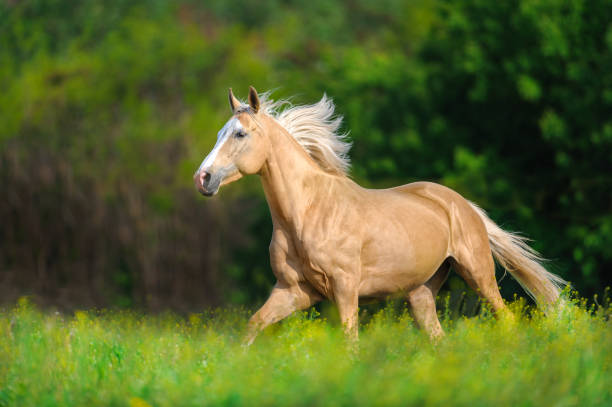 istock Beautiful palomino horse 1011743538