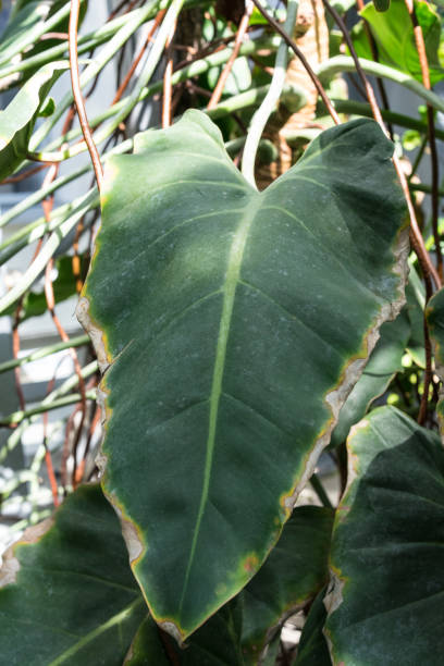 istock leaf of philodendron corcovadense araceae from brazil 1011743608