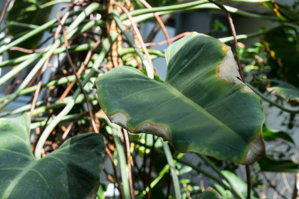 istock leaf of philodendron corcovadense araceae from brazil 1011743676