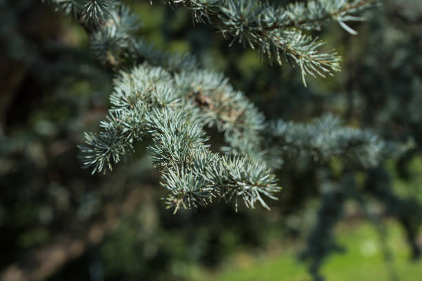 cedrus atlantica tree from atlas mountain with green fir