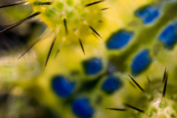 istock Thorn moth larva Parasa consocia under microscopy 1011747332