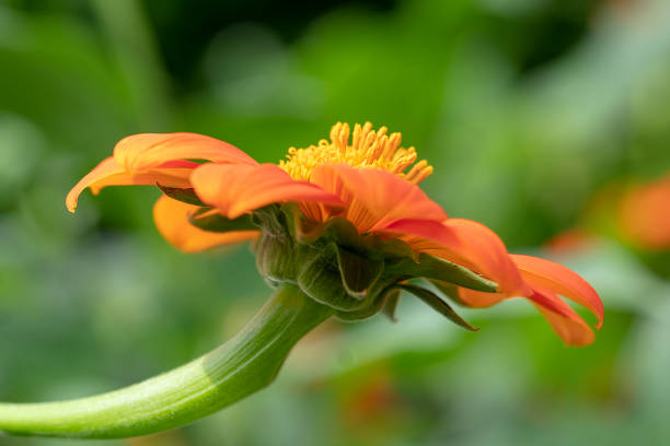 istock Blooms of orange Zinnia elegans 1011747548