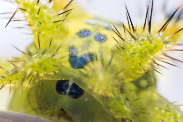istock Thorn moth larva Parasa consocia under microscopy 1011747960