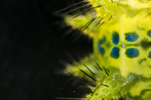 istock Thorn moth larva Parasa consocia under microscopy 1011750502