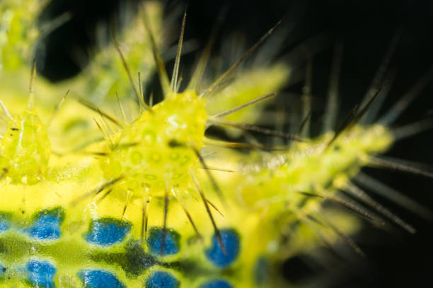 istock Thorn moth larva Parasa consocia under microscopy 1011751378
