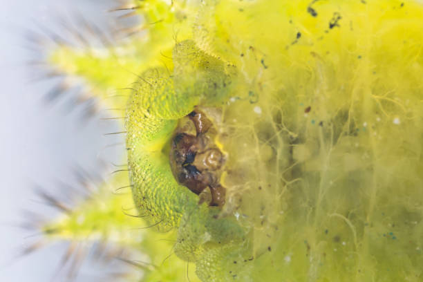 istock Thorn moth larva Parasa consocia under microscopy 1011751788