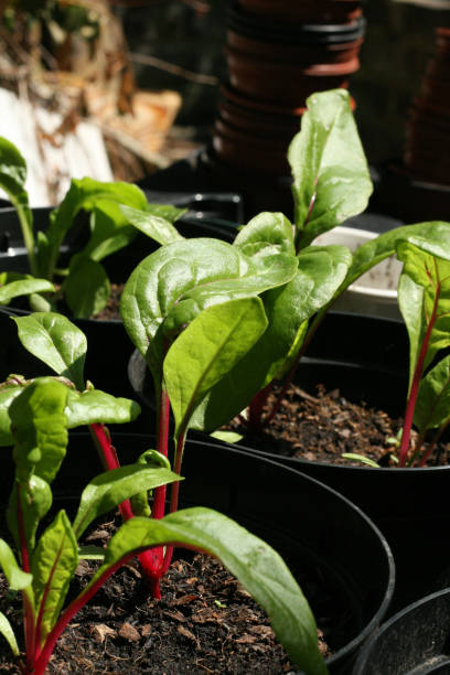 istock Leaves of chard growing in pots 1011752022