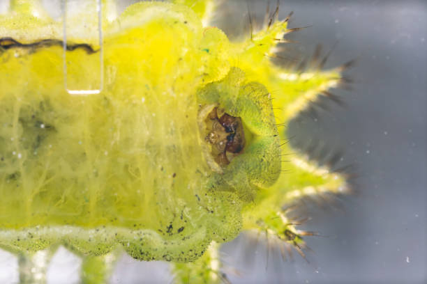 istock Thorn moth larva Parasa consocia under microscopy 1011752030