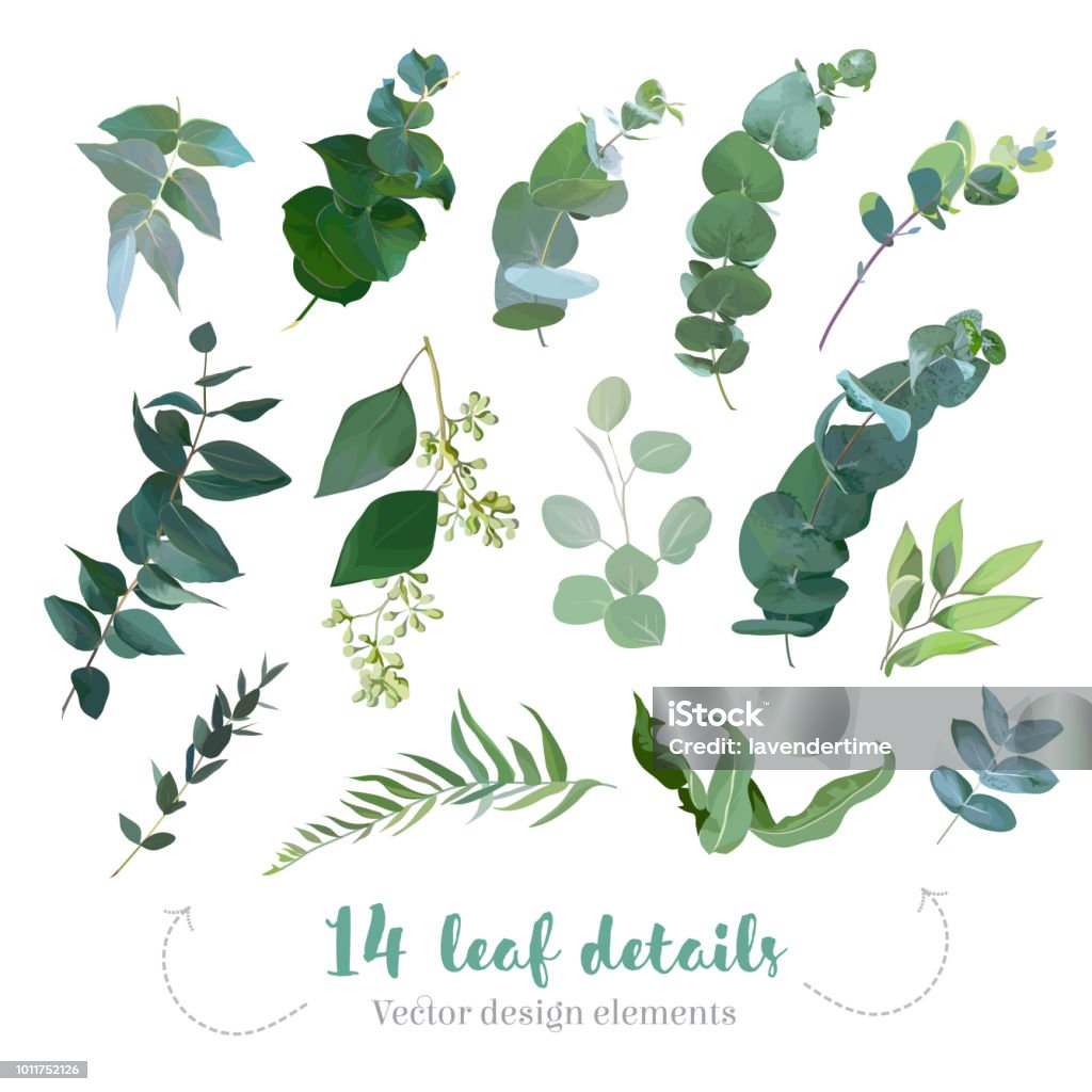 Greenery leaves vector big collection Greenery leaves vector big collection. Seeded eucalyptus, parvifolia foliage, plants mix.  Hand painted branches on white background. Watercolor style set. All elements are isolated and editable Leaf stock vector