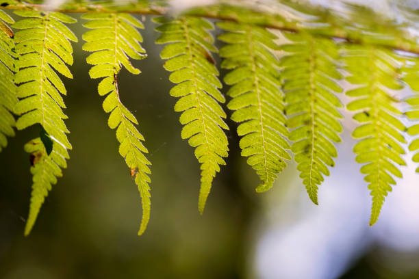 istock Ferns, Fern Leaf, Fern Frond 1011755576