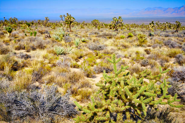 Cactus at Joshua Tree National Park, selective focus, California, USA.