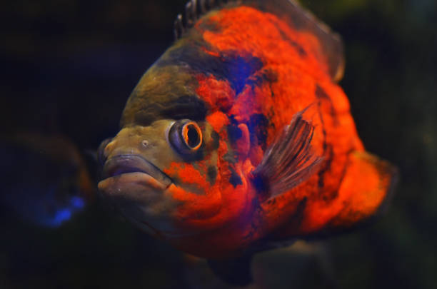 istock A scary orange fish with big eyes floating in dark water 1011756178