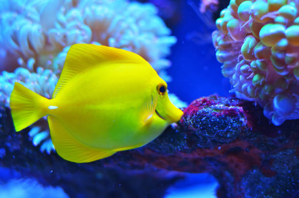 istock Bright yellow fish of medium size floating near the stone 1011756348
