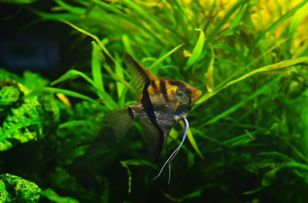 istock Beautiful silver fish with clear fins in clean water 1011756608