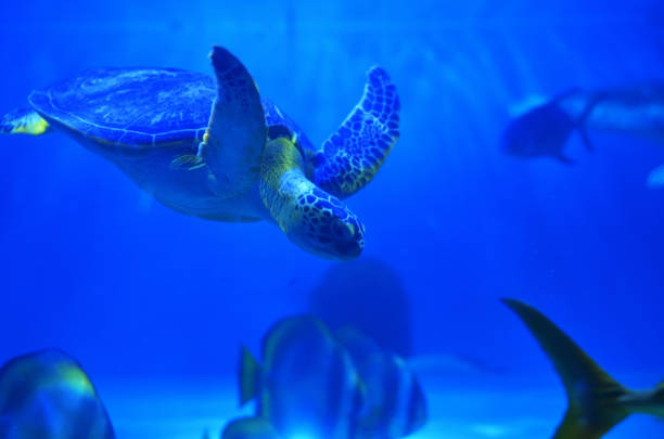 istock Great sea turtle dives in blue water 1011756918