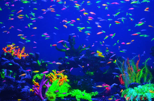 istock Many small bright cortical fishes in pure blue water 1011761704
