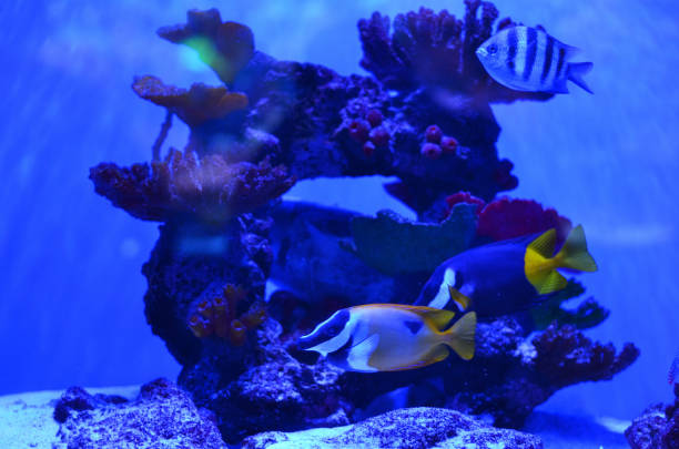 istock Fish of different colors and sizes float around a stone 1011762072