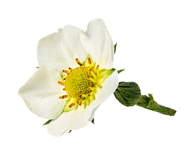 istock Strawberry flower isolated on white 1011762916