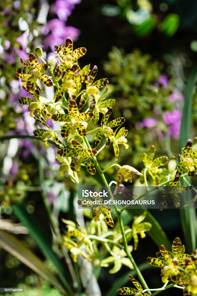 Foto de Orquídea Leopardo Flor Tropical Planta Ansellia Africana e mais  fotos de stock de Aberto - iStock