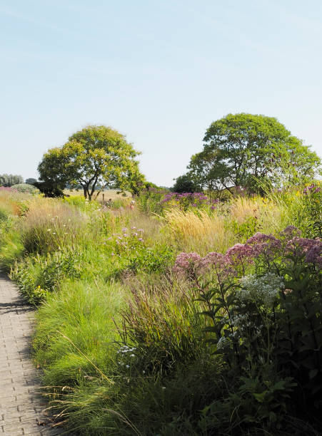 istock Spotted Joe-Pye Weeds (Eupatorium maculatum) 1011766930