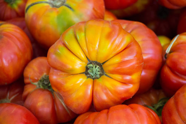 istock tasty fresh tomatos in view 1011767034