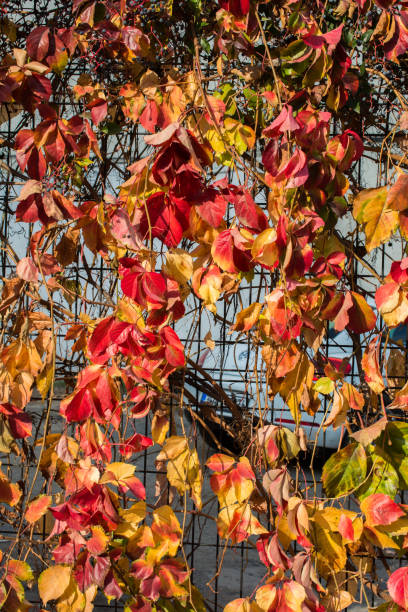 istock Autumn background with dry leaves 1011767424