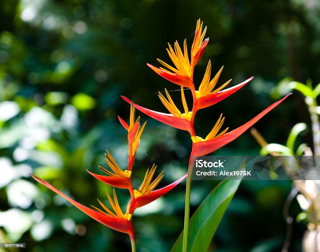 Hermosas Flores Exóticas Y Telarañas En Ellos Foto de stock y más banco de imágenes de Amarillo - Color - Amarillo - Color, Belleza, Botánica - iStock Hermosas Flores Exóticas Y Telarañas En Ellos Foto de stock y más banco de imágenes de Amarillo - Color - Amarillo - Color, Belleza, Botánica - iStock