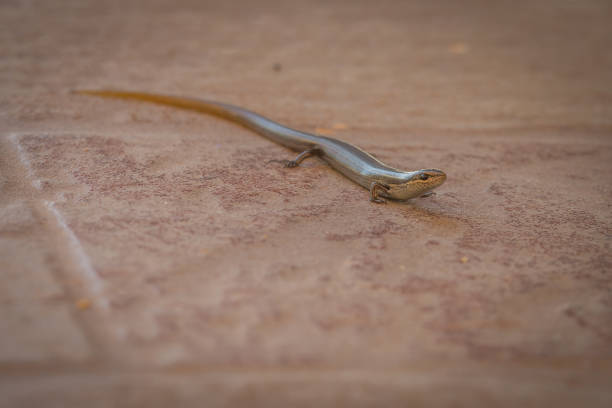 istock Salamander looking for food 1011772684