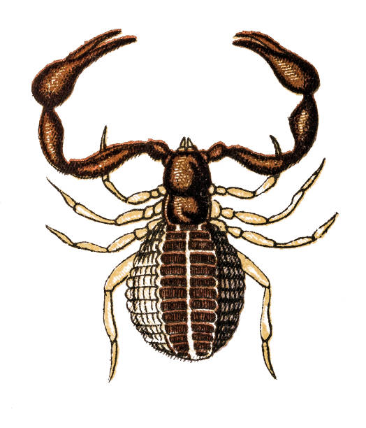 Chelifer cancroides, the house pseudoscorpion Illustration of a Chelifer cancroides, the house pseudoscorpion pseudoscorpion stock illustrations