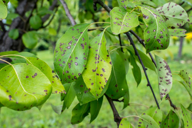 istock diseases of fruit, leaf, pear, orchard 1011776270