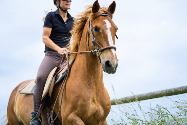 istock woman riding horse in canter 1011781604