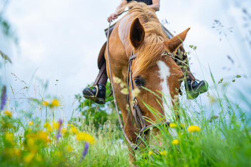 face of chestnut mare horse grazing in flower meadow part of female rider sitting on horse blurred, shallow focus