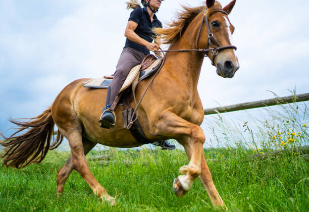 istock female rider on galloping horse low angle view 1011781612