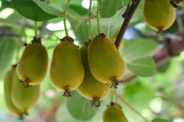 istock Green kiwi fruit on Actinidia Issai tree 1011788938