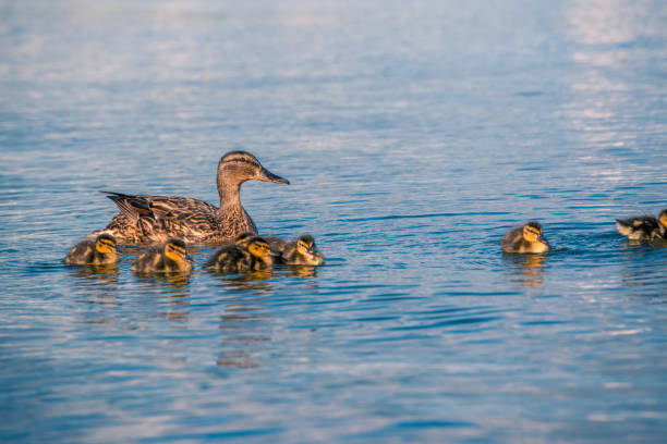 istock Duck with ducklings swimming in the lake 1011789078
