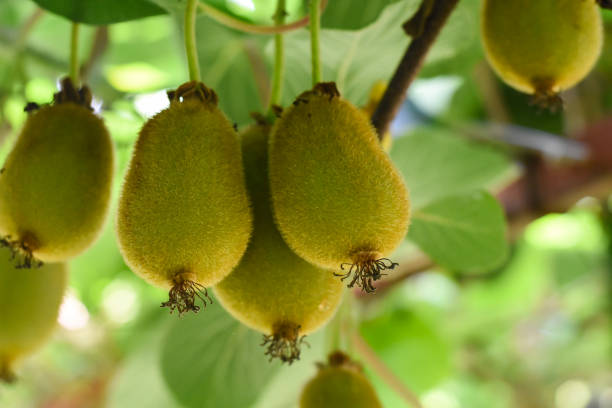 istock Green kiwi fruit on Actinidia Issai tree 1011789500