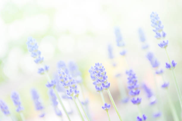 istock Non focus blur background of lavender flower 1011791912