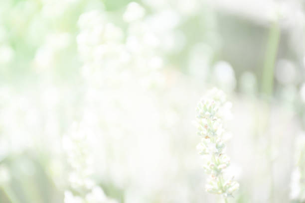 istock Non focus blur background of lavender flower 1011791924