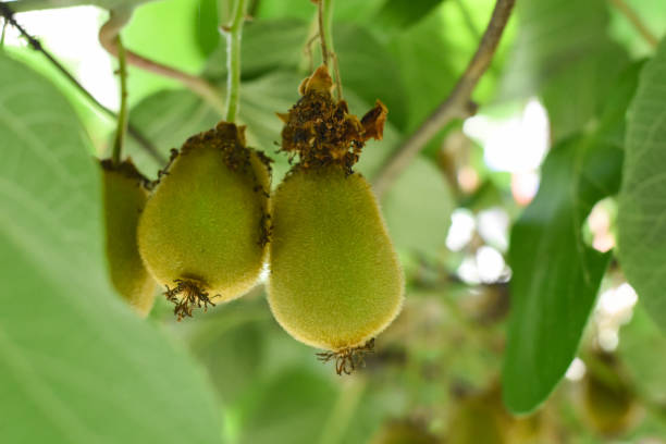 istock Green kiwi fruit on Actinidia Issai tree 1011792028