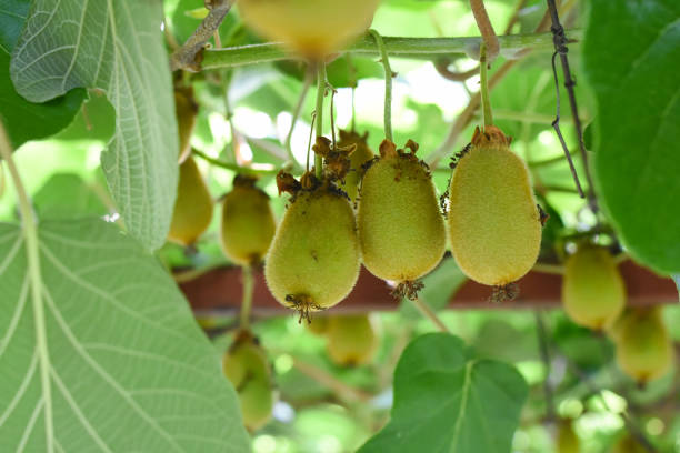 istock Green kiwi fruit on Actinidia Issai tree 1011792290