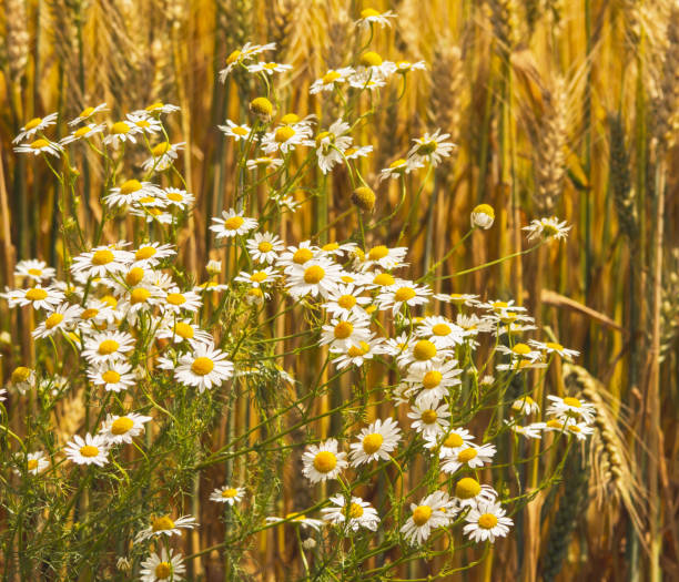 istock Chamomile flowers with wheat field background 1011792312