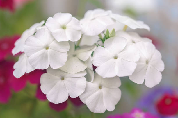 istock white flowers on the flowerbed 1011792392