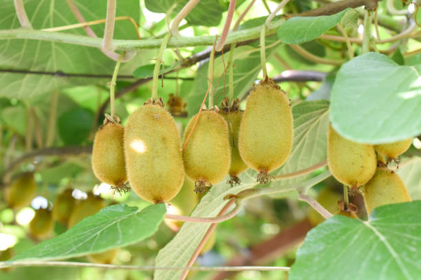 istock Green kiwi fruit on Actinidia Issai tree 1011792636