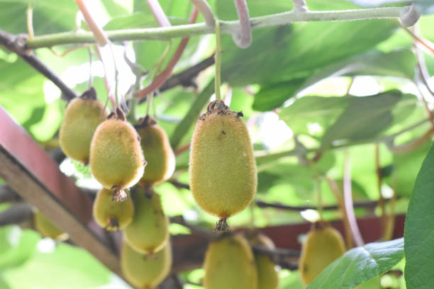 istock Green kiwi fruit on Actinidia Issai tree 1011795548