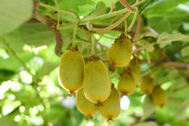 istock Green kiwi fruit on Actinidia Issai tree 1011795576