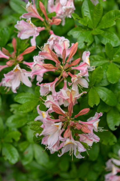 istock Beautiful blooming azalea - rhododendron luteum ericaceae 1011796190