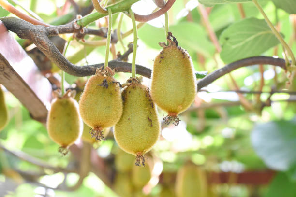 istock Green kiwi fruit on Actinidia Issai tree 1011796284